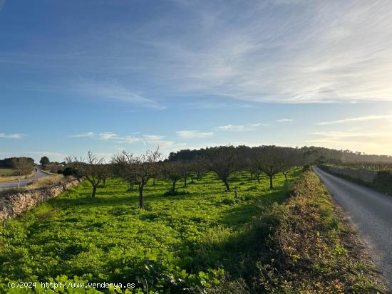 Finca rústica en venta en Porreres - BALEARES