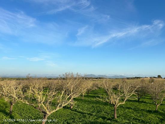 Finca rústica en venta en Porreres - BALEARES