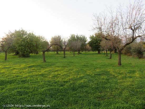  Finca rústica en venta en Selva - BALEARES 