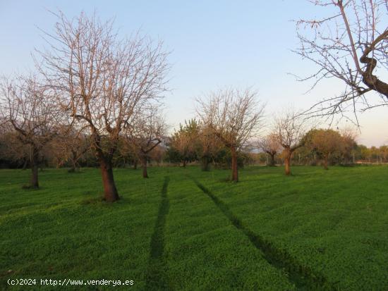 Finca rústica en venta en Selva - BALEARES