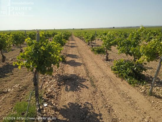 Se venden 4.8 hectareas de emparrado de Regadio de variedad Airen - CIUDAD REAL