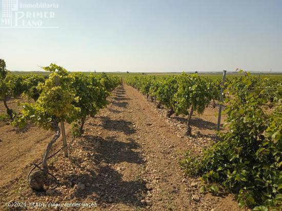 Se venden 4.8 hectareas de emparrado de Regadio de variedad Airen - CIUDAD REAL