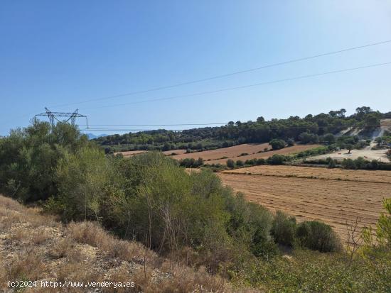 TERRENO EN VENTA EN MURO - BALEARES