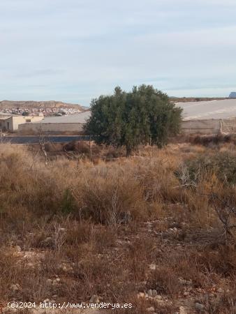  Parcela rústica en Mutxamel - ALICANTE 