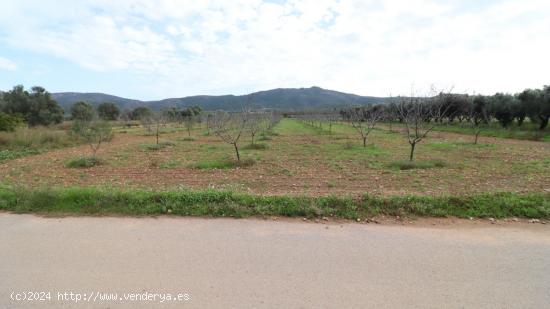  Finca de Almendros con almacén - TARRAGONA 