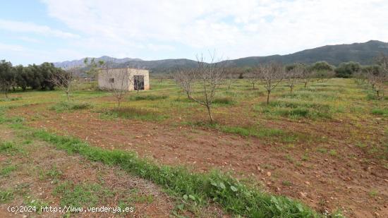 Finca de Almendros con almacén - TARRAGONA