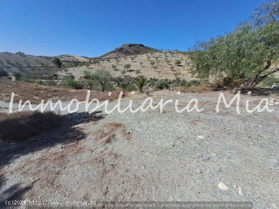 Se vende finca con casa, plantación de almendros y olivos en Puerto Lumbrera