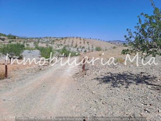 Se vende finca con casa, plantación de almendros y olivos en Puerto Lumbrera