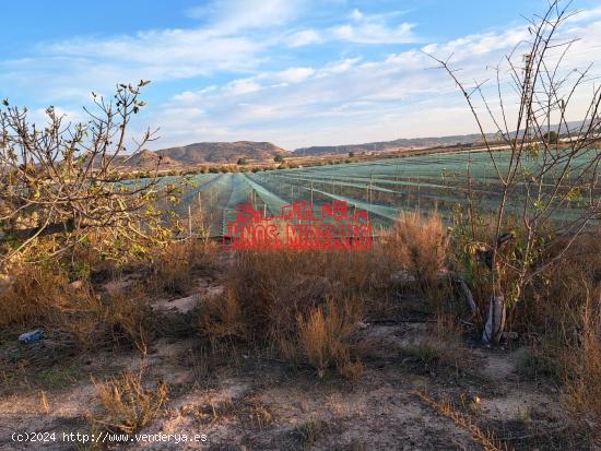 FINCA CON PARRAL EN MONFORTE DEL CID - ALICANTE