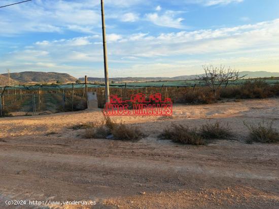 FINCA CON PARRAL EN MONFORTE DEL CID - ALICANTE