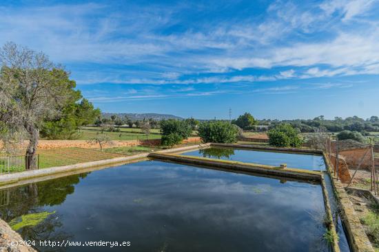 Finca Rústica con cédula de habitabilidad y 14 hectáreas en Son Ferró - BALEARES