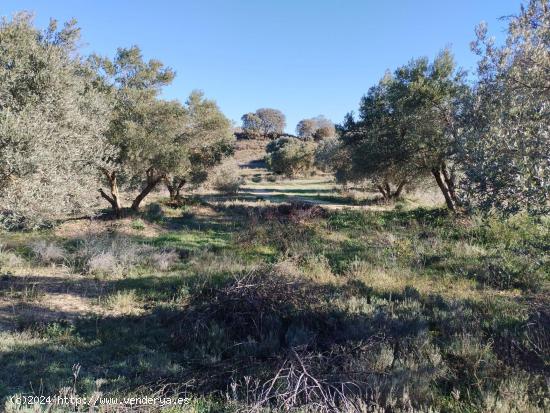 Finca rústica de 2.6 Hectareas en Barbastro - HUESCA