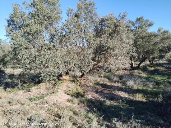 Finca rústica de 2.6 Hectareas en Barbastro - HUESCA