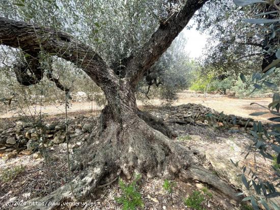 FINCA RÚSTICA LA RÁPITA - TARRAGONA