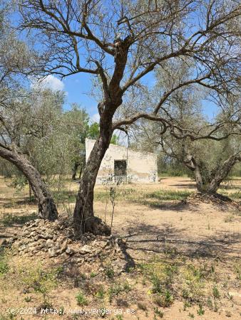 FINCA RÚSTICA MAS DE BARBERANS - TARRAGONA