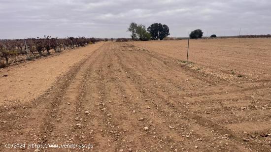  Se venden dos parcelas rústicas de riego en Mahora, Albacete - ALBACETE 