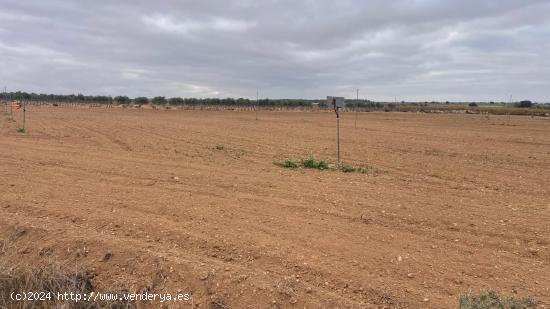 Se venden dos parcelas rústicas de riego en Mahora, Albacete - ALBACETE