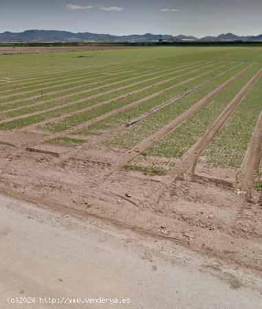 Terreno de Regadío- Agua del Trasvase- - MURCIA