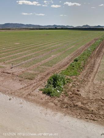 Terreno de Regadío- Agua del Trasvase- - MURCIA