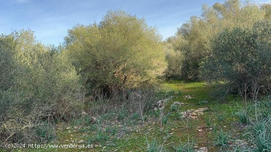 ¡ PARCELA EDIFICABLE EN ALGAIDA ! - BALEARES