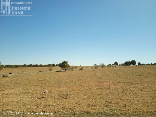 Se venden 11 hectareas de tierra de secano en el paraje La Cinta Negra Tomelloso - CIUDAD REAL