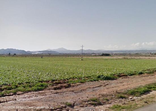 VENTA DE PARCELA PARA PLANTACIONES - MURCIA