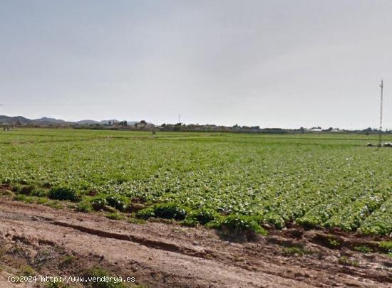 VENTA DE PARCELA PARA PLANTACIONES - MURCIA