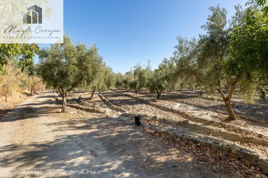 Magnífica parcela con olivos en producción - GRANADA