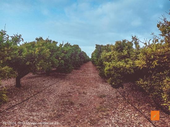 FINCA RUSTICA EN VENTA EN LA GALERA (TARRAGONA) - TARRAGONA