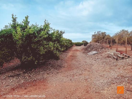 FINCA RUSTICA EN VENTA EN LA GALERA (TARRAGONA) - TARRAGONA