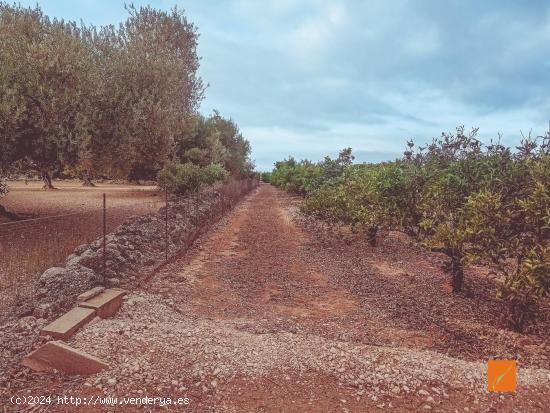 FINCA RUSTICA EN VENTA EN LA GALERA (TARRAGONA) - TARRAGONA