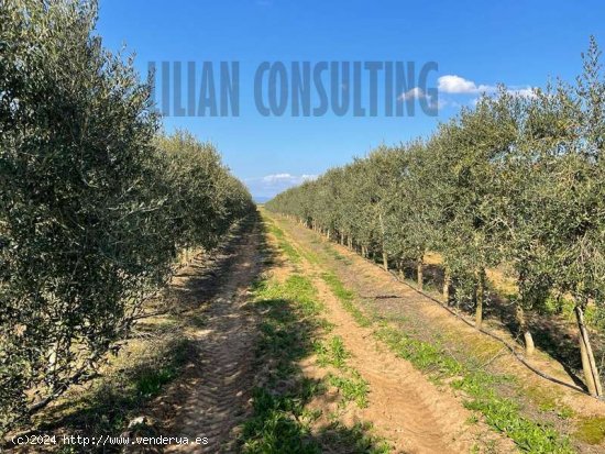 SE VENDE SUERTE DE TIERRA EN CARMONA - La Campiña