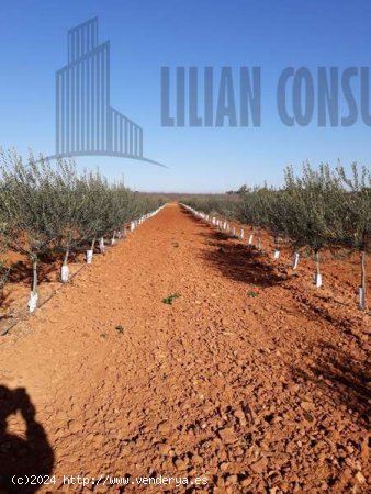 SE VENDE FINCA CARMONA OLIVAR SUPER INTENSIVO - La Campiña