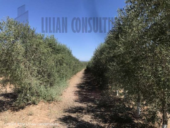 SE VENDE FINCA DE OLIVAR SUPERINTENSIVO, DIECINUEVE HECTAREAS EN CARMONA. - La Campiña