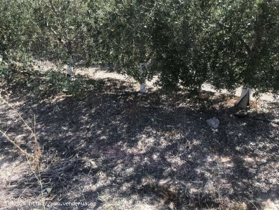 SE VENDE FINCA DE OLIVAR SUPERINTENSIVO, DIECINUEVE HECTAREAS EN CARMONA. - La Campiña