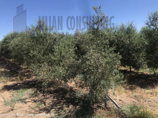 SE VENDE FINCA DE OLIVAR SUPERINTENSIVO, DIECINUEVE HECTAREAS EN CARMONA. - La Campiña