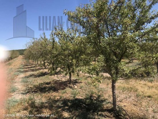 SE VENDE FINCA DE OLIVAR SUPERINTENSIVO, DIECINUEVE HECTAREAS EN CARMONA. - La Campiña