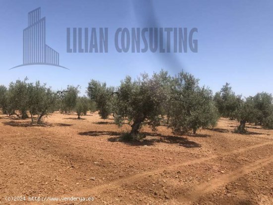 SE VENDE FINCA DE OCHO HECTAREAS DE OLIVAR DE SECANO. POZO EN CARMONA SEVILLA - La Campiña