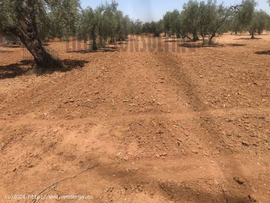 SE VENDE FINCA DE OCHO HECTAREAS DE OLIVAR DE SECANO. POZO EN CARMONA SEVILLA - La Campiña