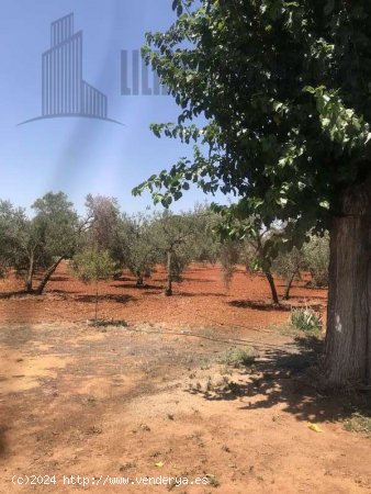 SE VENDE FINCA DE OCHO HECTAREAS DE OLIVAR DE SECANO. POZO EN CARMONA SEVILLA - La Campiña