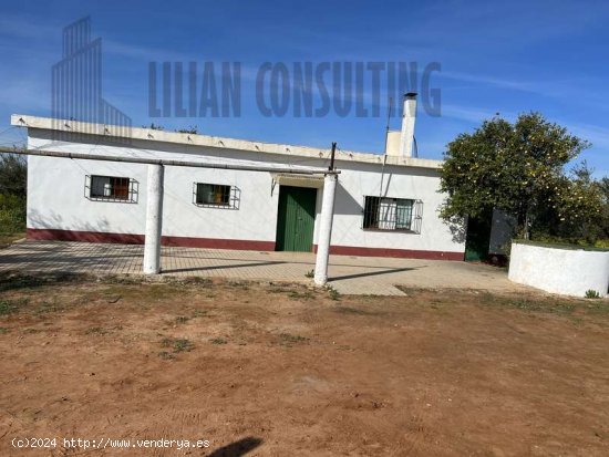 SE VENDE FINCA DE UNA HECTAREA EN CARMONA CON VIVIENDA Y POZO. - La Campiña