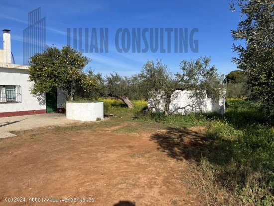 SE VENDE FINCA DE UNA HECTAREA EN CARMONA CON VIVIENDA Y POZO. - La Campiña