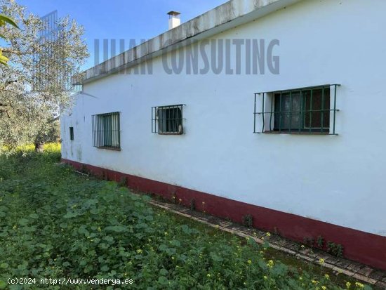 SE VENDE FINCA DE UNA HECTAREA EN CARMONA CON VIVIENDA Y POZO. - La Campiña