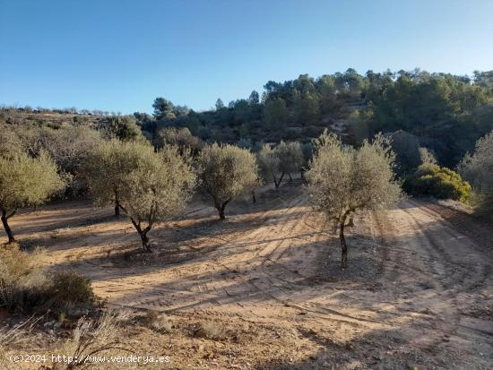 OCASION GRAN  FINCA EN PRODUCCION DE 8,4 HAS. EN CORBERA D´EBRE - TARRAGONA