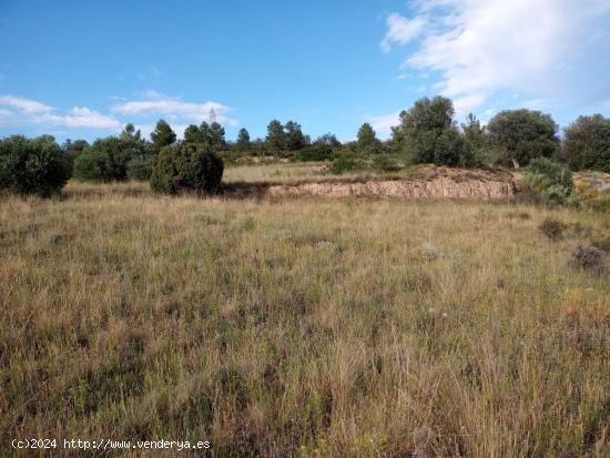 OPORTUNIDAD FINCA AGRICOLA DE 2 HAS EN VINEBRE - TARRAGONA