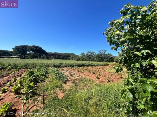 ESTUPENDA PARCELA CON CASA EN LA MUELA - CADIZ