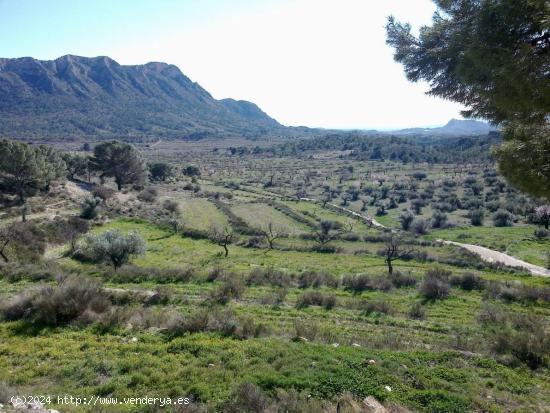 Finca en Fortuna - MURCIA