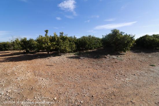 Finca rústica de Clemenules - CASTELLON