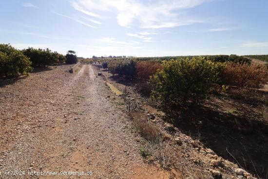 Finca rústica de Clemenules - CASTELLON