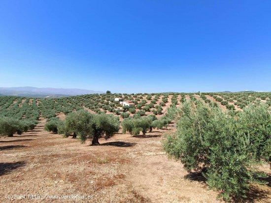 Finca en venta en Íllora (Granada)